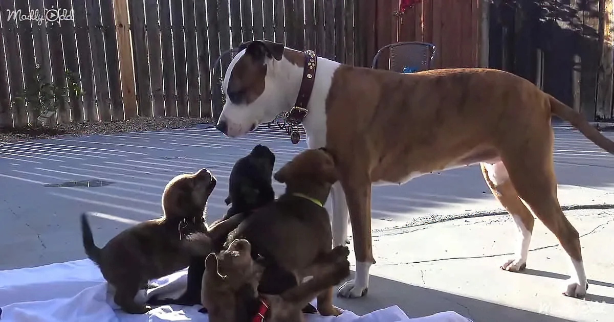 Scared puppies rescued
