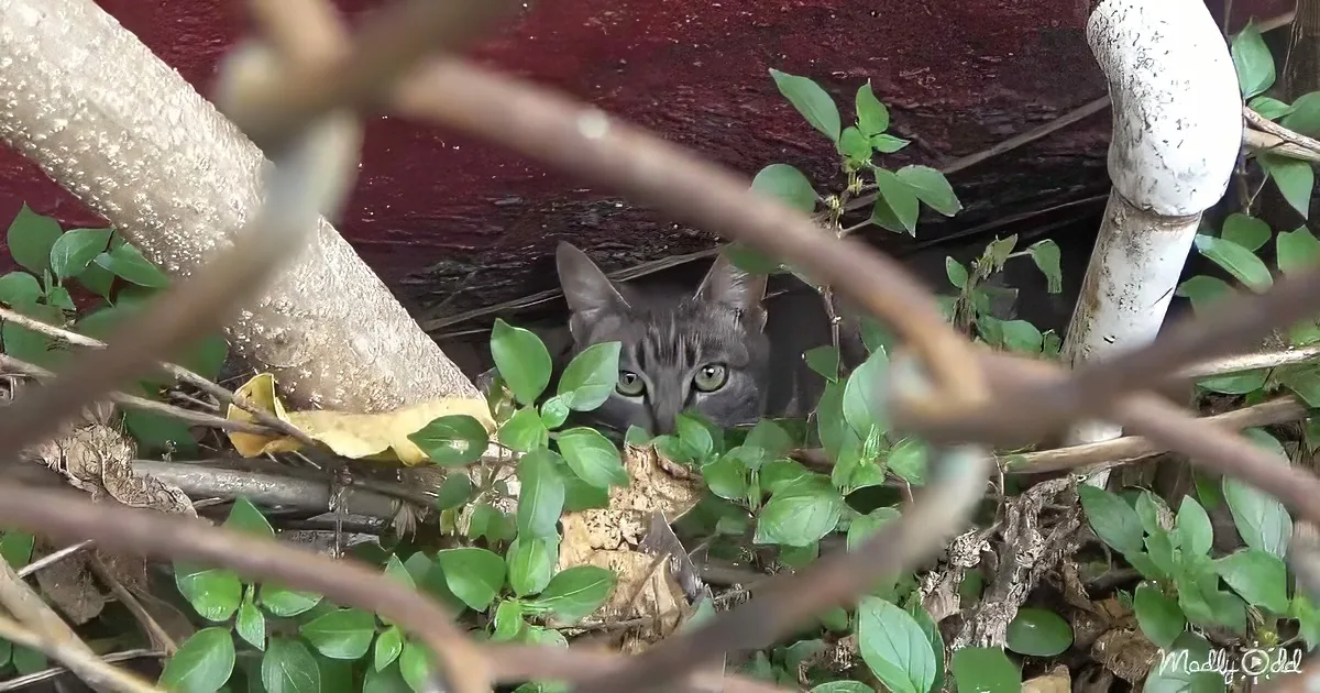 A gray tabby cat peers through green foliage, partially hidden behind a white pipe and a red wall.