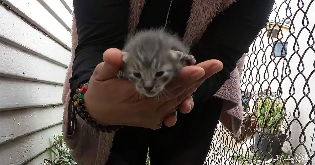A person holds a small gray kitten in their hands, with a chain-link fence and house siding in the background.