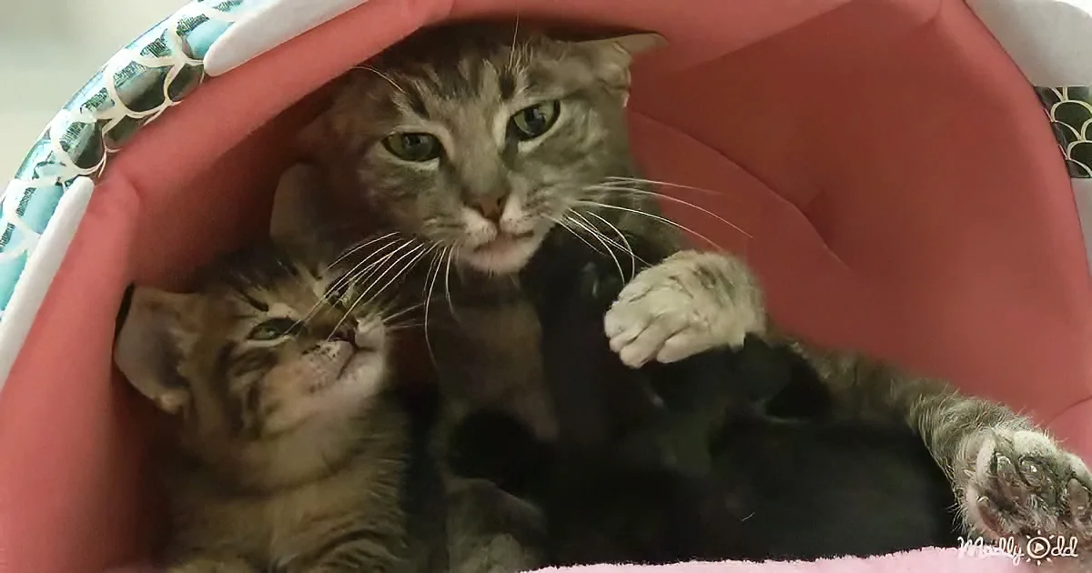 A tabby cat and kitten nestled together in a pink cat bed, looking content and cozy.
