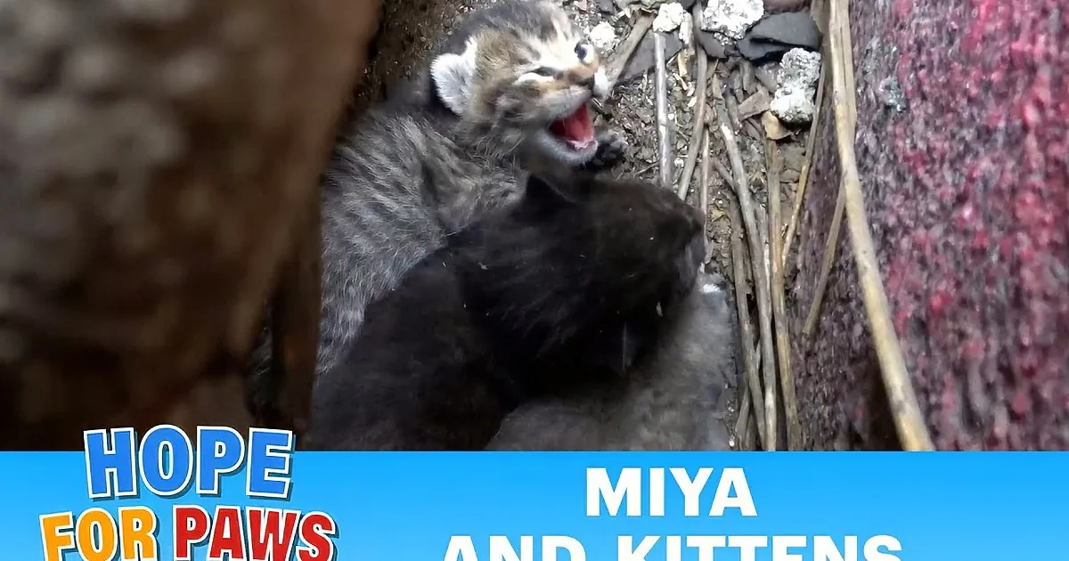 Scared Mama Cat Gives Birth and Needs Help From Humans