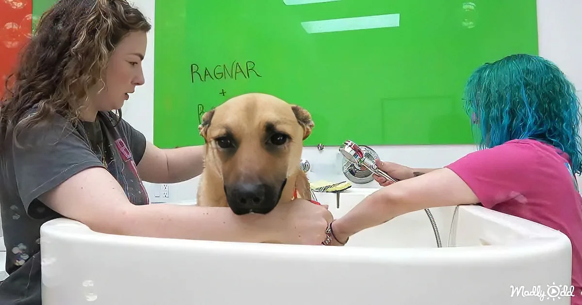 A dog is being bathed in a sink by two people, with one holding a showerhead.