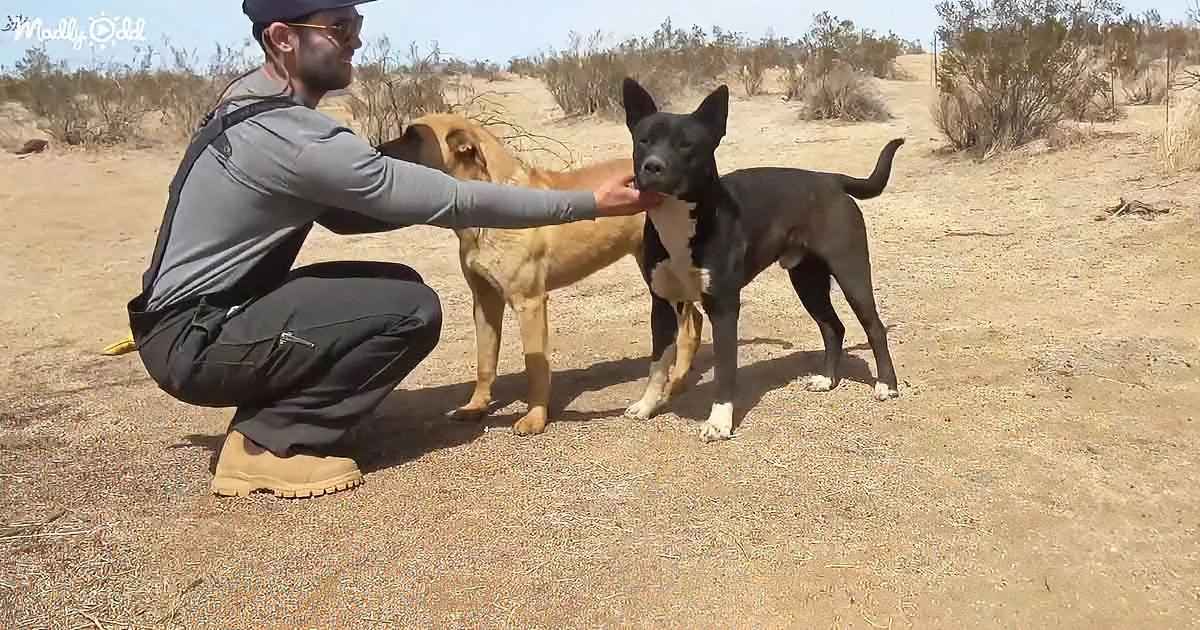 A man in a grey shirt and black pants crouches to pet a black and white dog while another dog stands nearby in a dry...