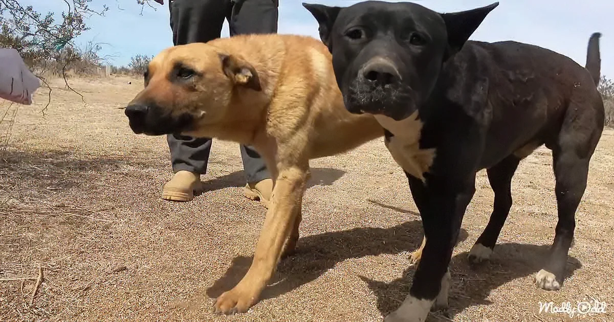 Innocent Dogs Abandoned in the Desert Couldn't Believe Their Luck