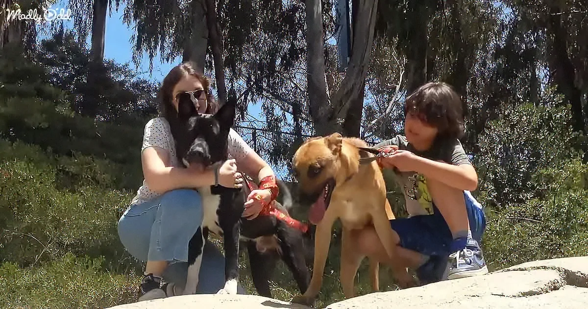 Two people and two dogs, one black and white, one brown, sit on rocks in a sunny, green outdoor setting.