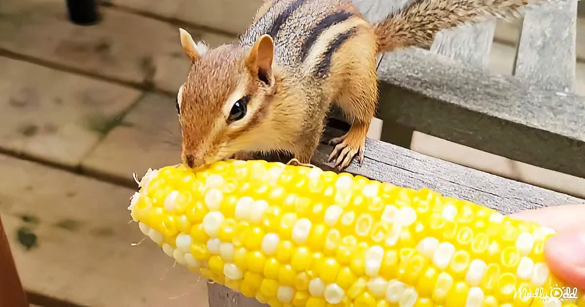 A chipmunk is eating corn from a hand, perched on a wooden surface.