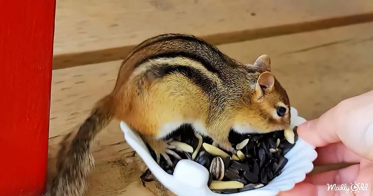 A chipmunk eats seeds from a hand-held white dish on a wooden surface.