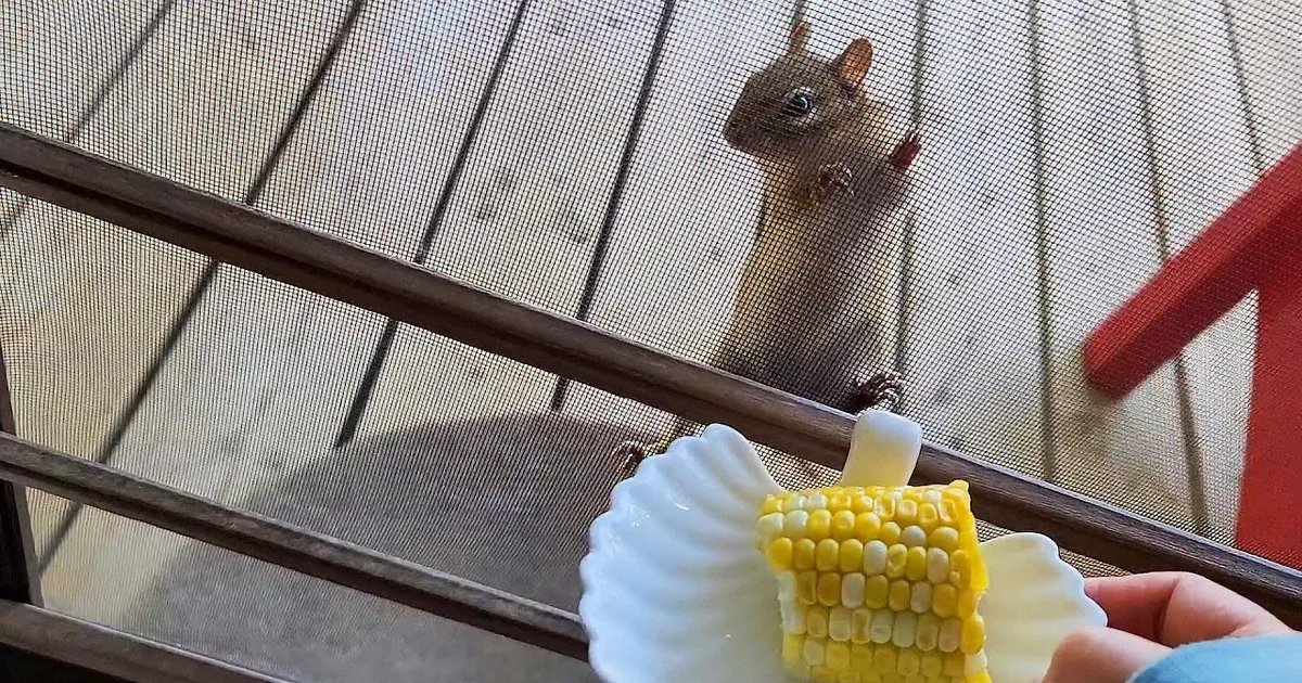 A chipmunk sits at a wooden table, eating corn on the cob while a glass and a statue are in the background.