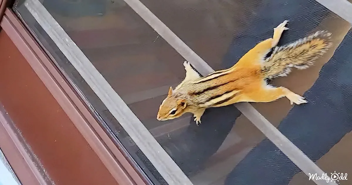 A chipmunk with striped fur and bushy tail is climbing on a glass door.