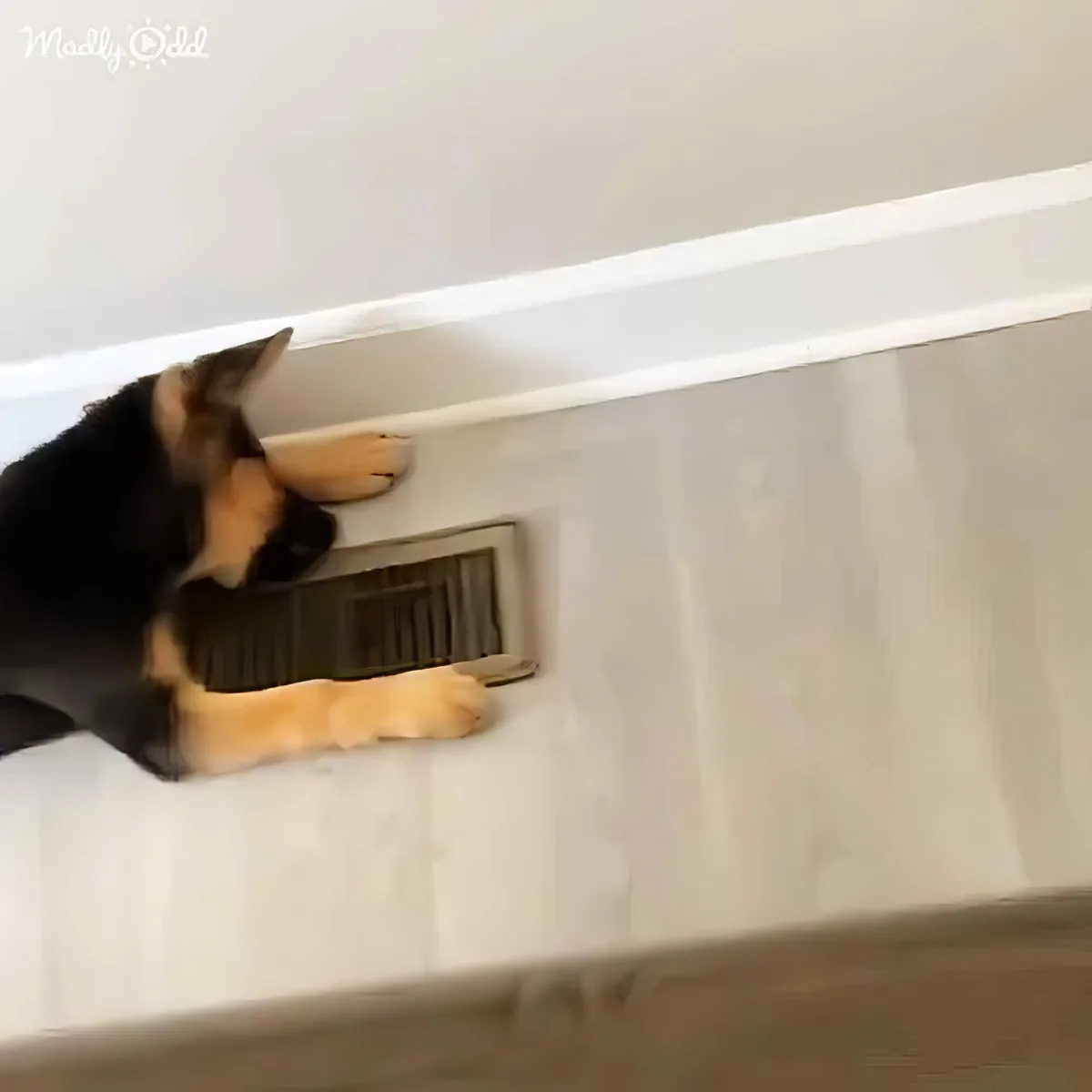 A curious puppy with black and tan fur explores a vent on a white wall.