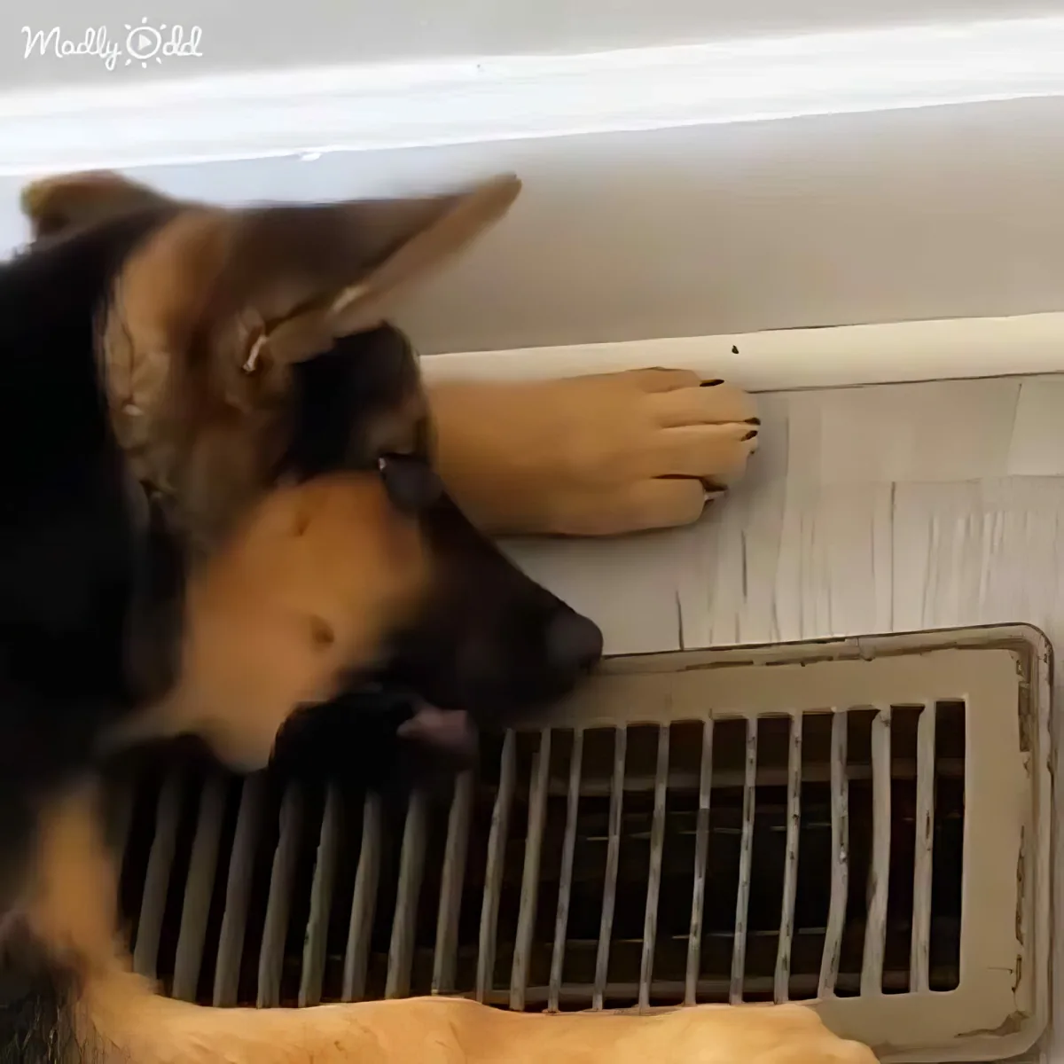 A German Shepherd dog is sleeping peacefully with its head resting on a white surface, paw on a vent.