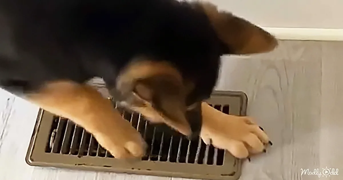 A German Shepherd puppy is playfully interacting with a metal vent on a wall.