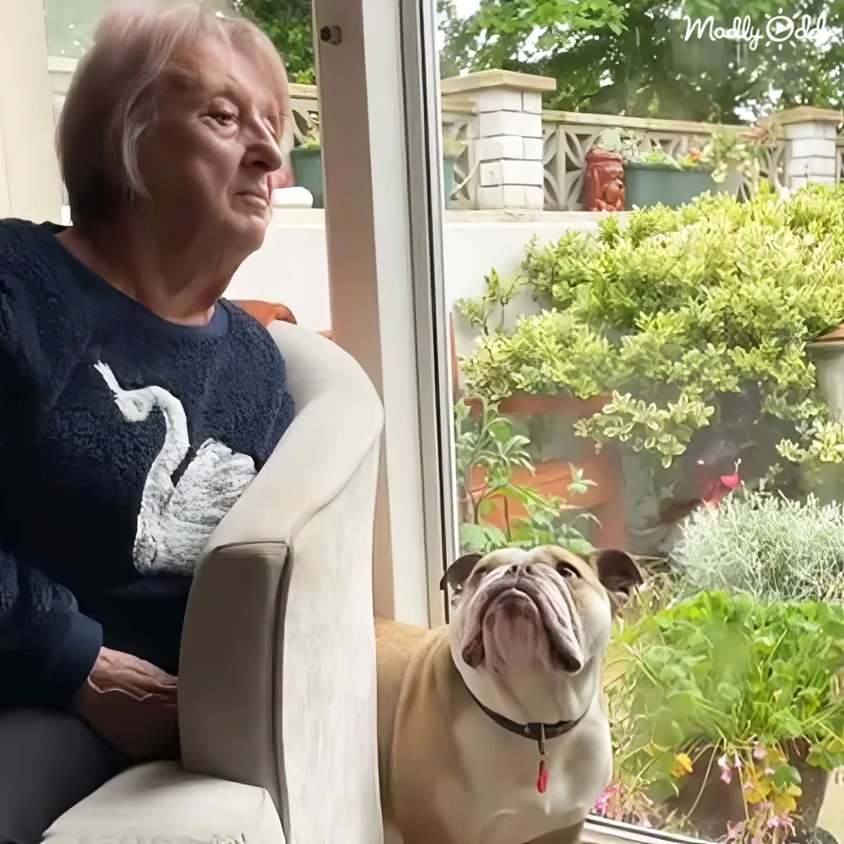 Adorable Bulldog and Grandma