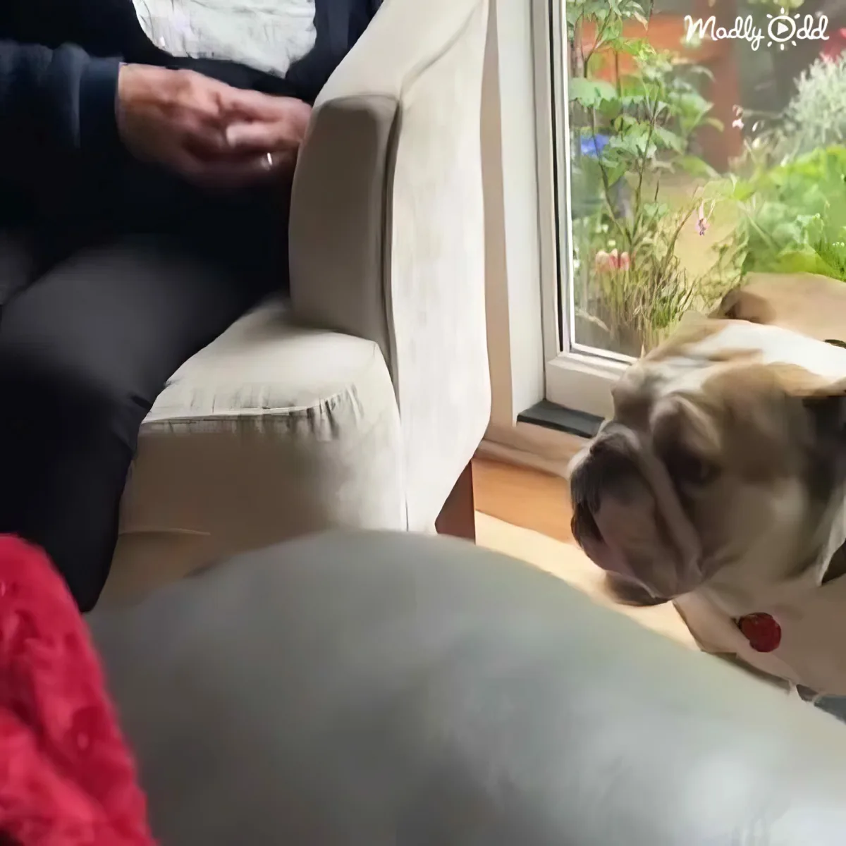 A bulldog looks out a window, while a person sits on a couch nearby, with a red blanket in the foreground.