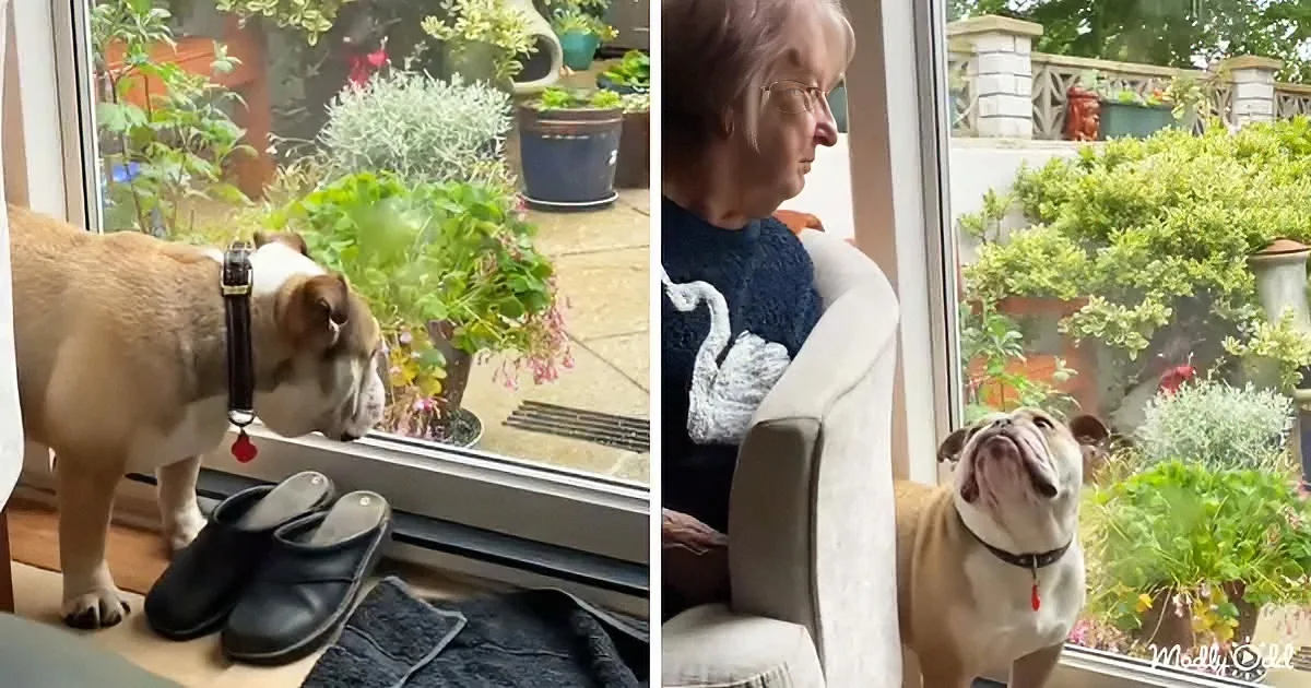 A bulldog stands by a window, looking out, while a woman sits nearby, gazing at the dog.