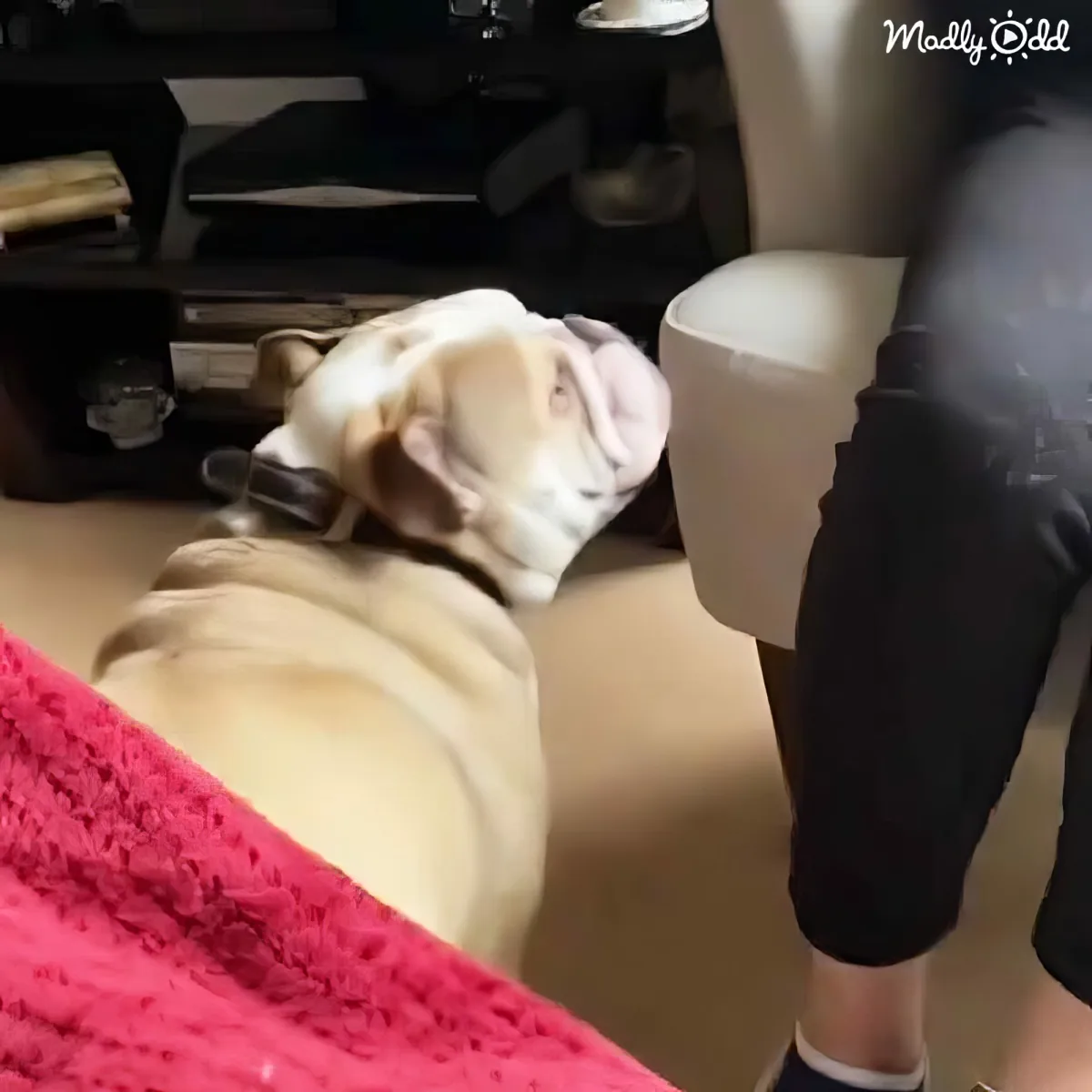 A light-colored dog rests on a couch, head tilted back, looking up at a person's hand.