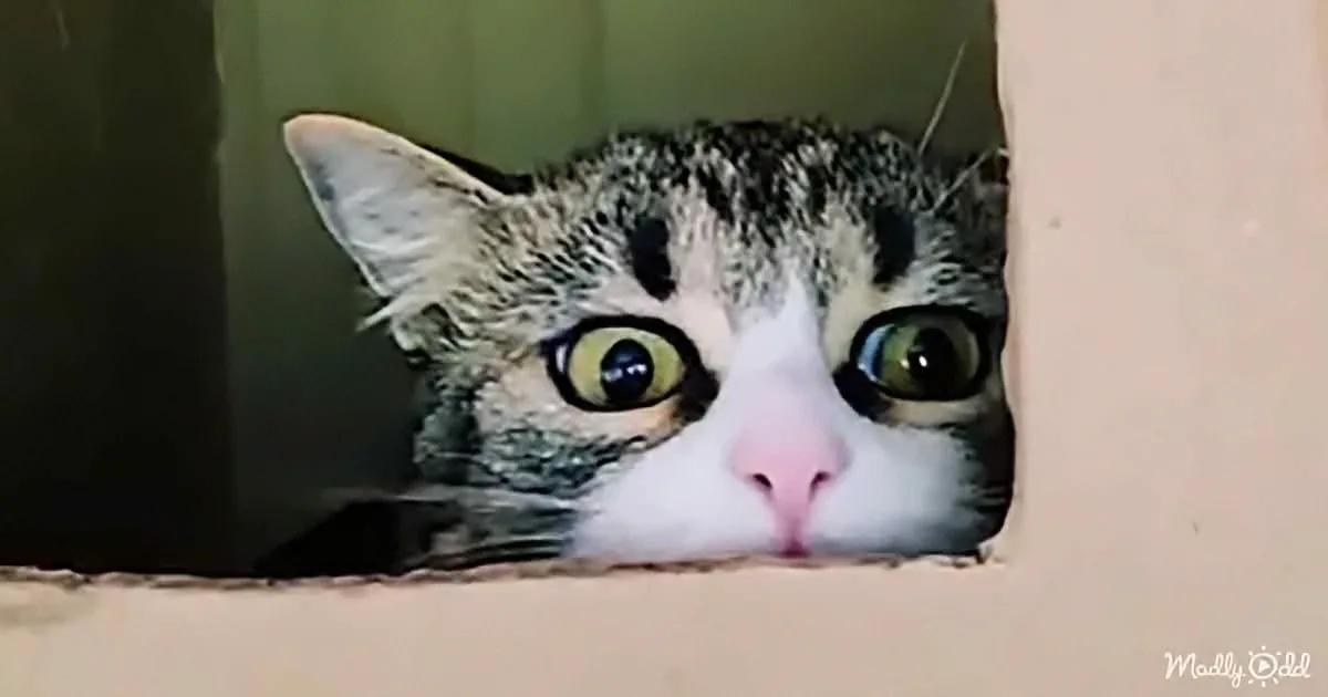 A curious tabby cat with striking green eyes peers through a small opening, its face framed by the edge.