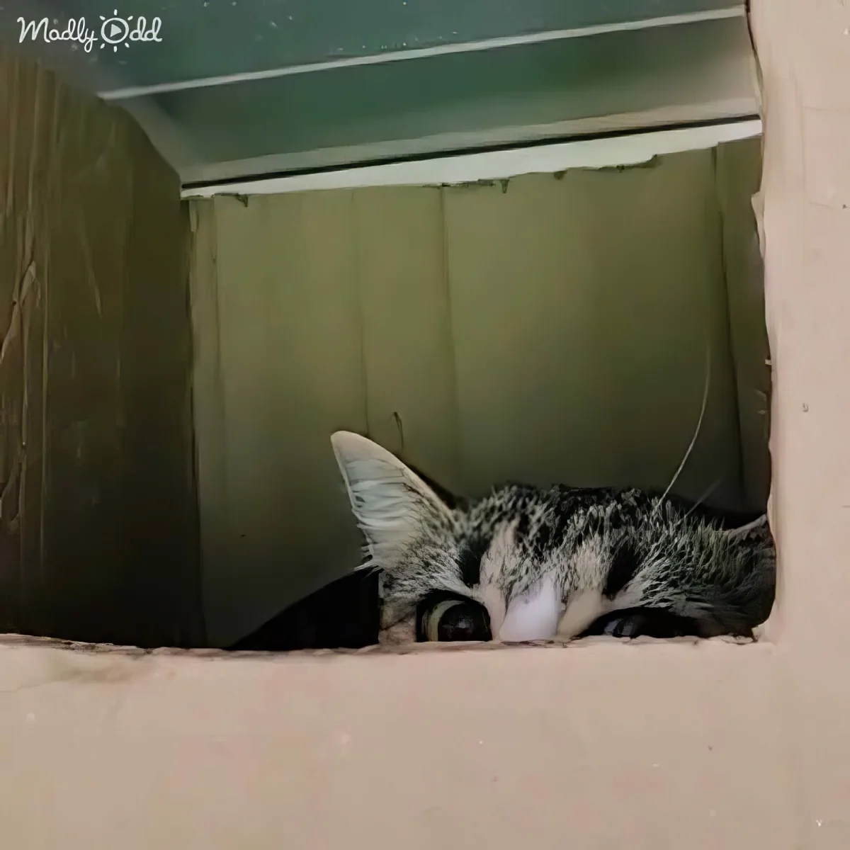 A tabby cat with large ears and striking eyes peers out from a small opening in a wall.