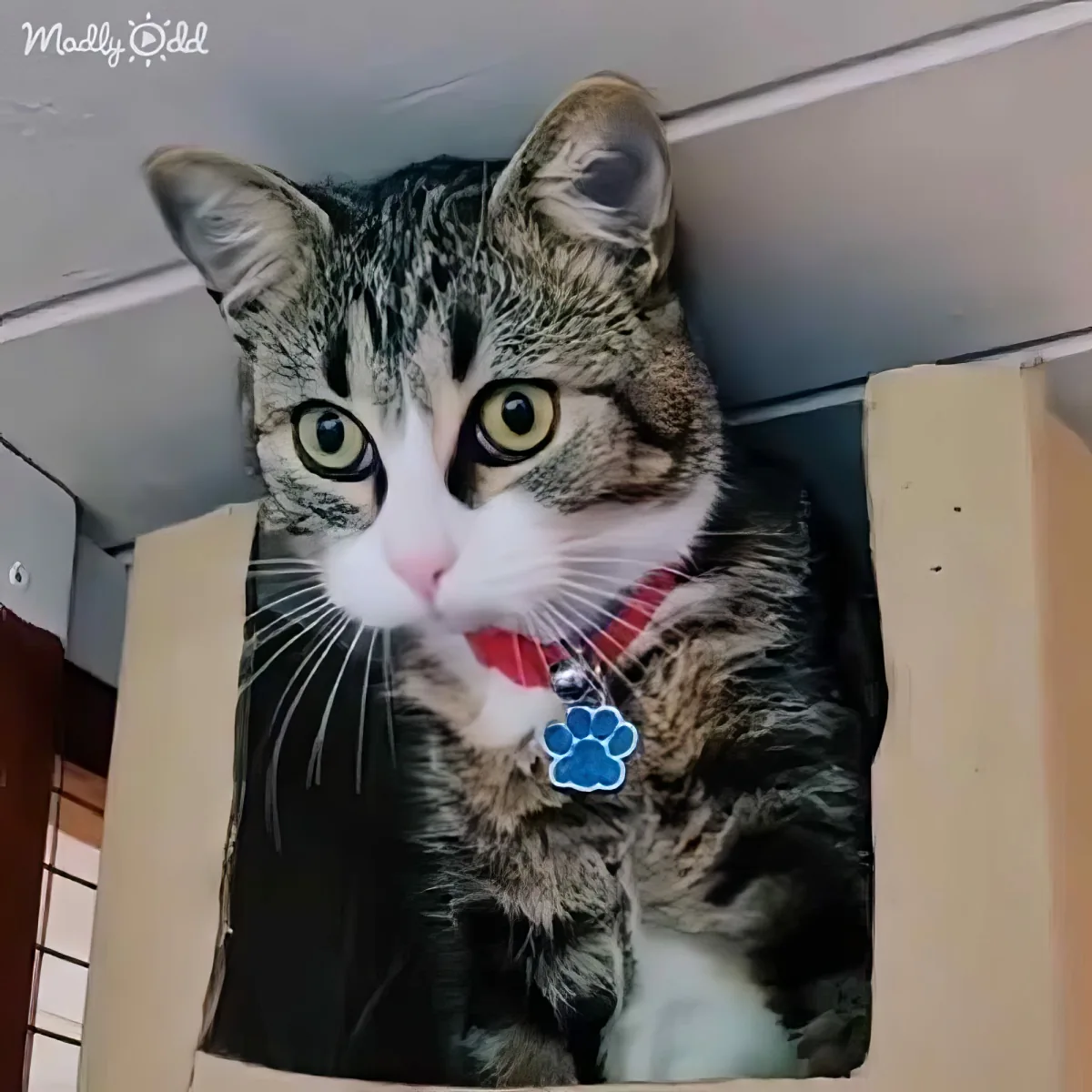 A tabby cat with a red collar and blue paw tag is sitting inside a cardboard box.