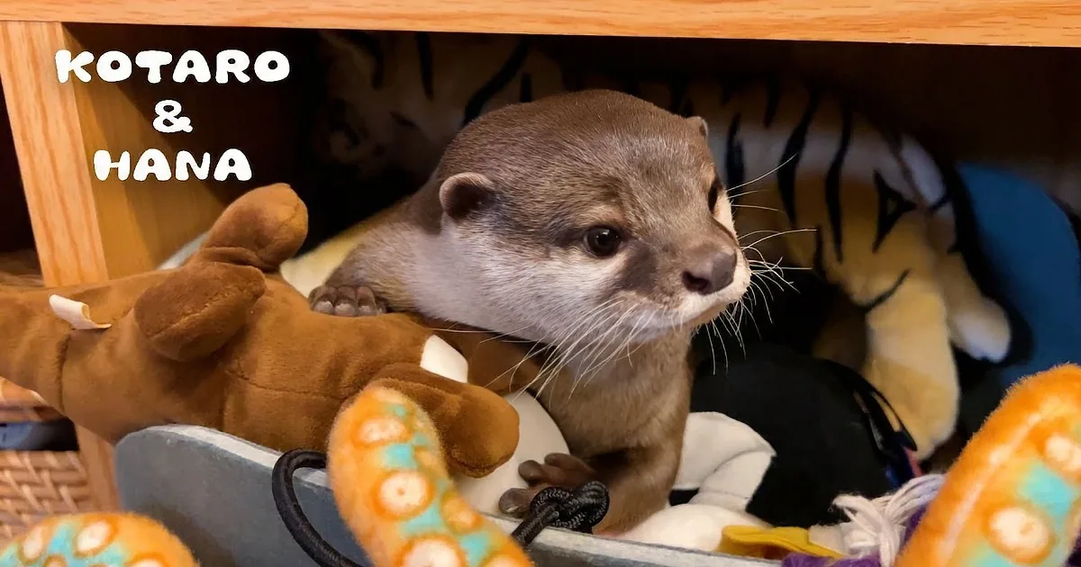 Little Otter Sulks in the Toy Box Without Her Daddy