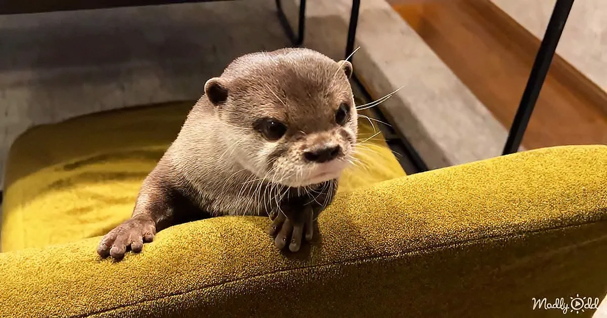 A curious otter with a white muzzle and brown fur is perched on a yellow cushioned surface.