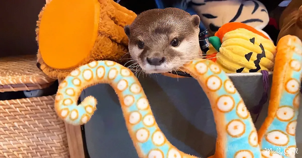 An otter is nestled among colorful plush toys, including an octopus and a pumpkin, in a cozy setting.
