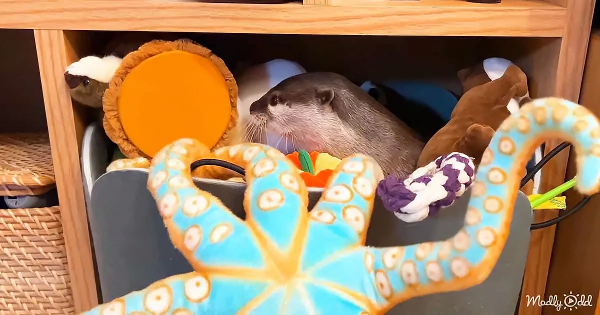 An otter is nestled among toys and stuffed animals in a shelf.