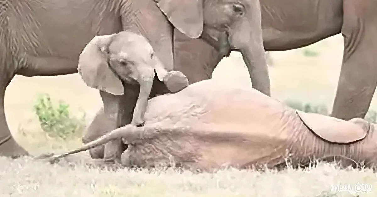 A baby elephant lies on its side, playfully interacting with its mother in a grassy field.