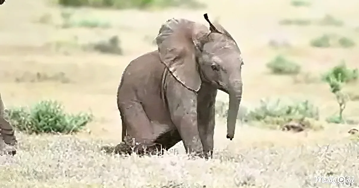 A baby elephant sits on the ground in a dry, grassy field with its trunk raised.