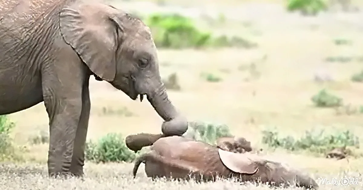 An elephant gently touches a fallen calf with its trunk in a grassy field.
