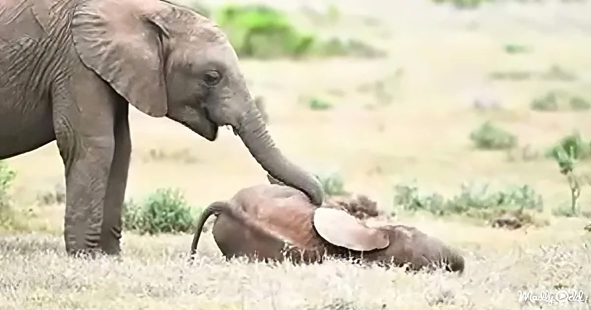 Baby Elephant Rolling on the Floor With Laughter as His Big Brother Tickles His Belly