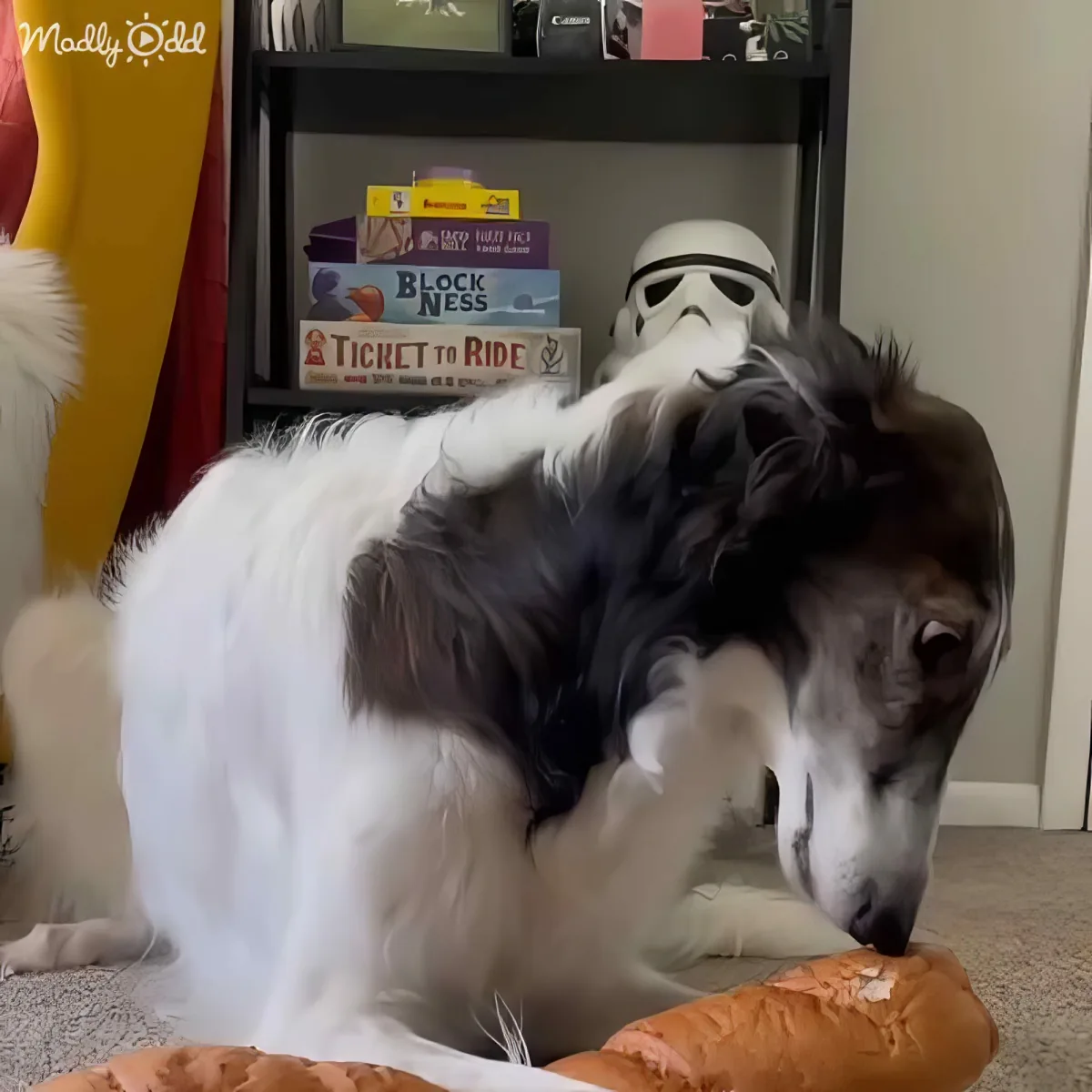A Borzoi dog is eating a carrot while lying on the floor, with a Stormtrooper helmet on its back.