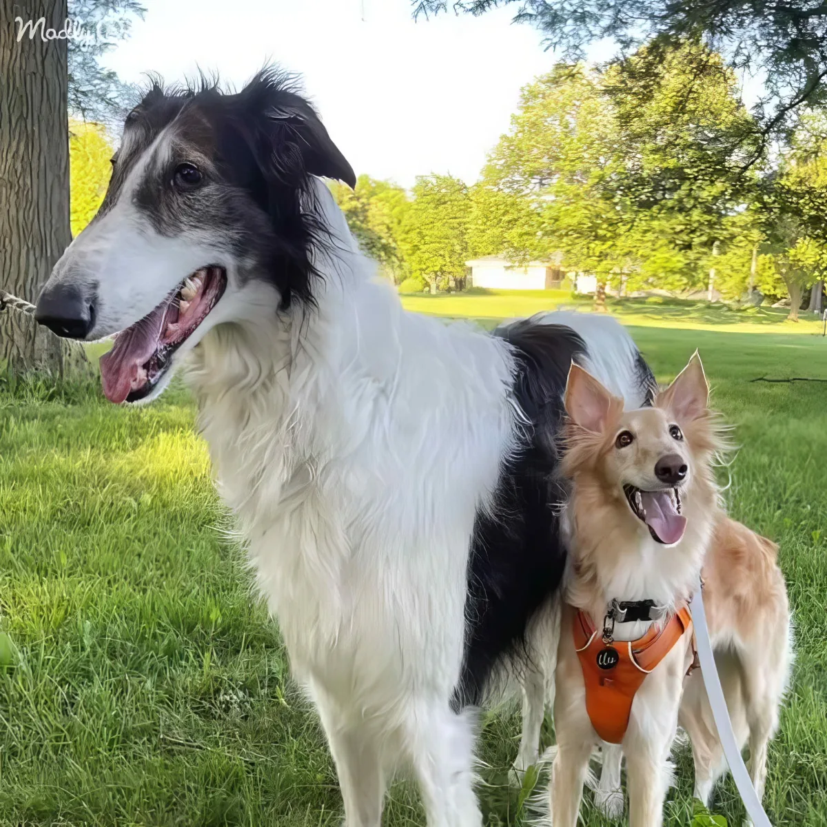 A Borzoi and a smaller dog, possibly a Golden Retriever mix, stand together on grass in a park.