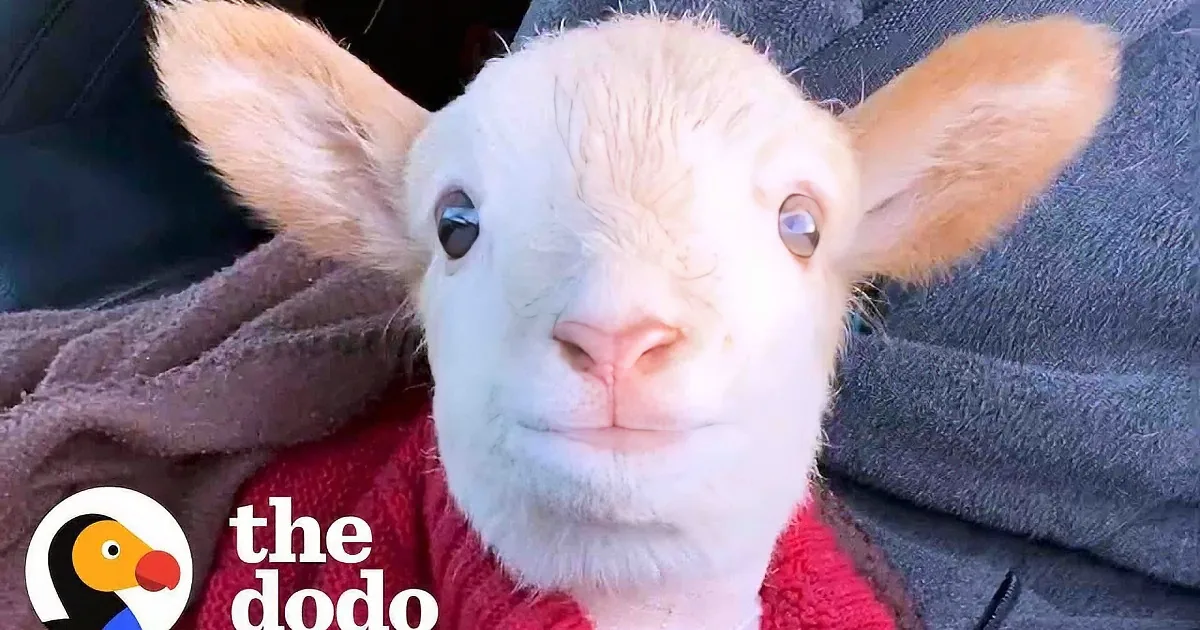 Rescued Baby Lamb Is Goo-Goo-Ga-Ga for Mom's Coworker