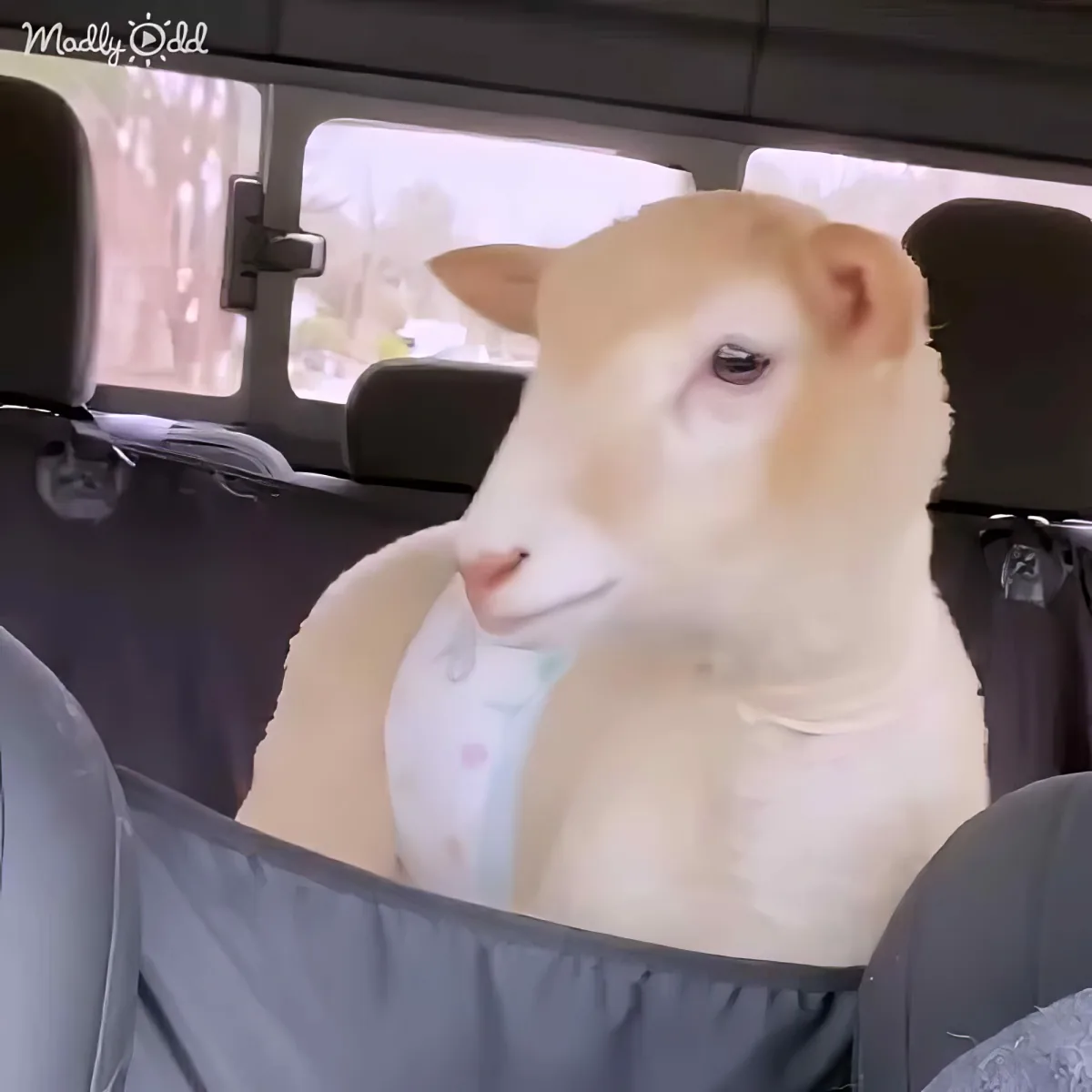 A lamb wearing a bib sits in a car seat, looking slightly to the side.