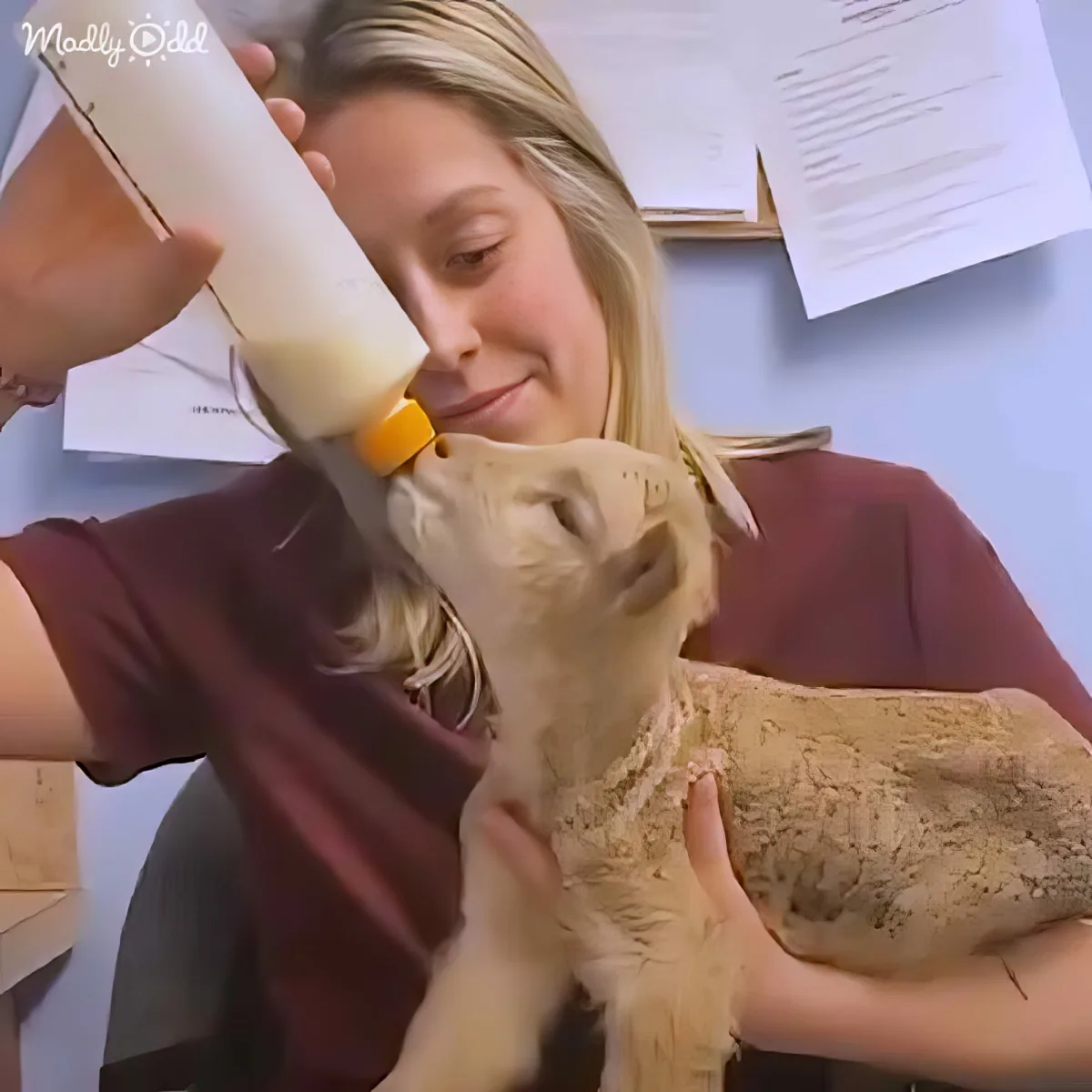 A person feeds a baby lamb with a bottle, holding it gently.