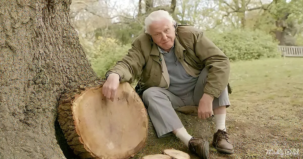 An elderly man in a green jacket sits by a tree, holding a large wooden slice, surrounded by greenery.