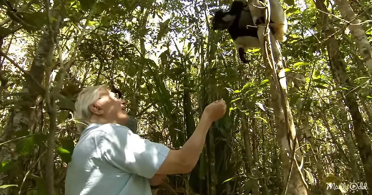 A man reaches out to a lemur in a lush forest setting.