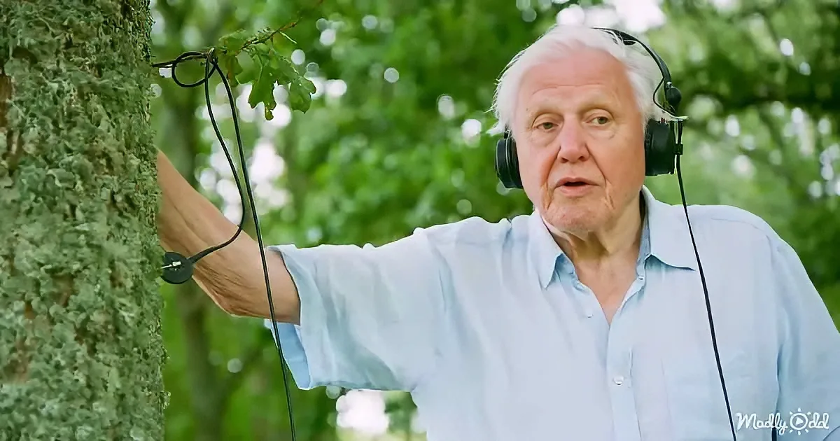 An older man wearing headphones leans against a tree in a lush green forest.
