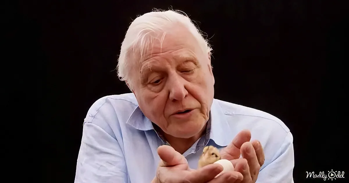 Most Soothing David Attenborough Moments