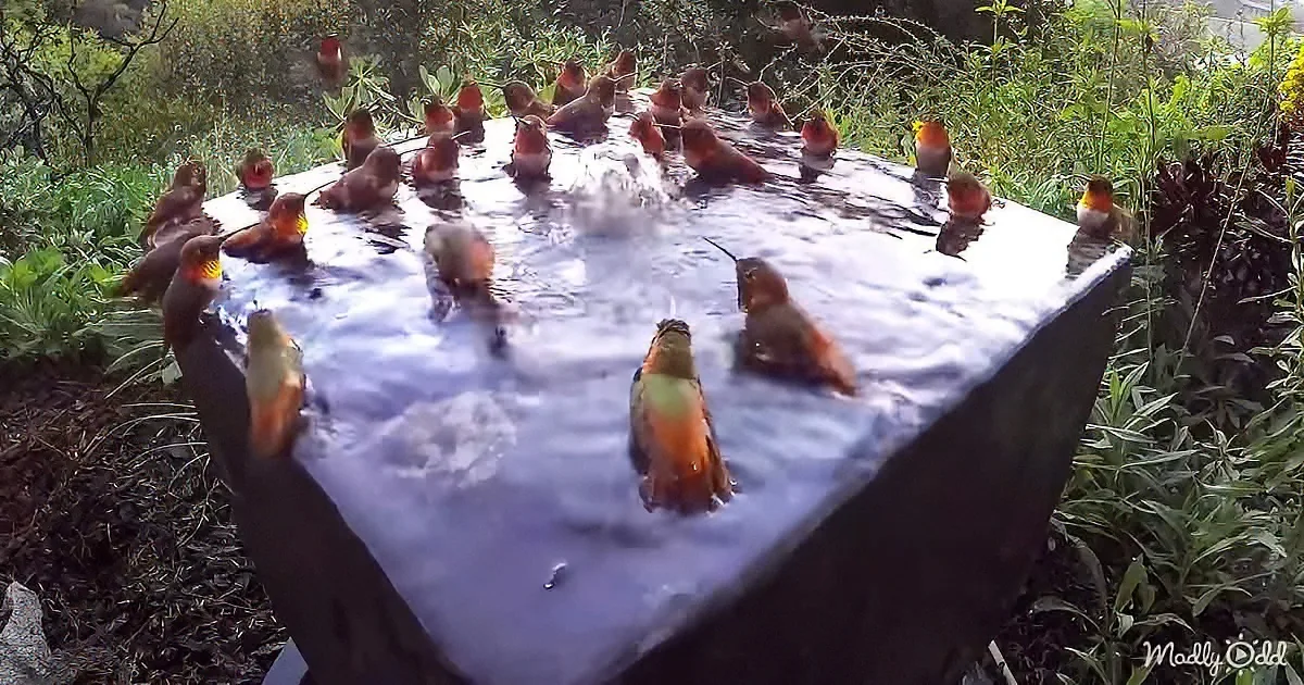 A flock of hummingbirds gathers around a shallow water dish in a lush garden setting.