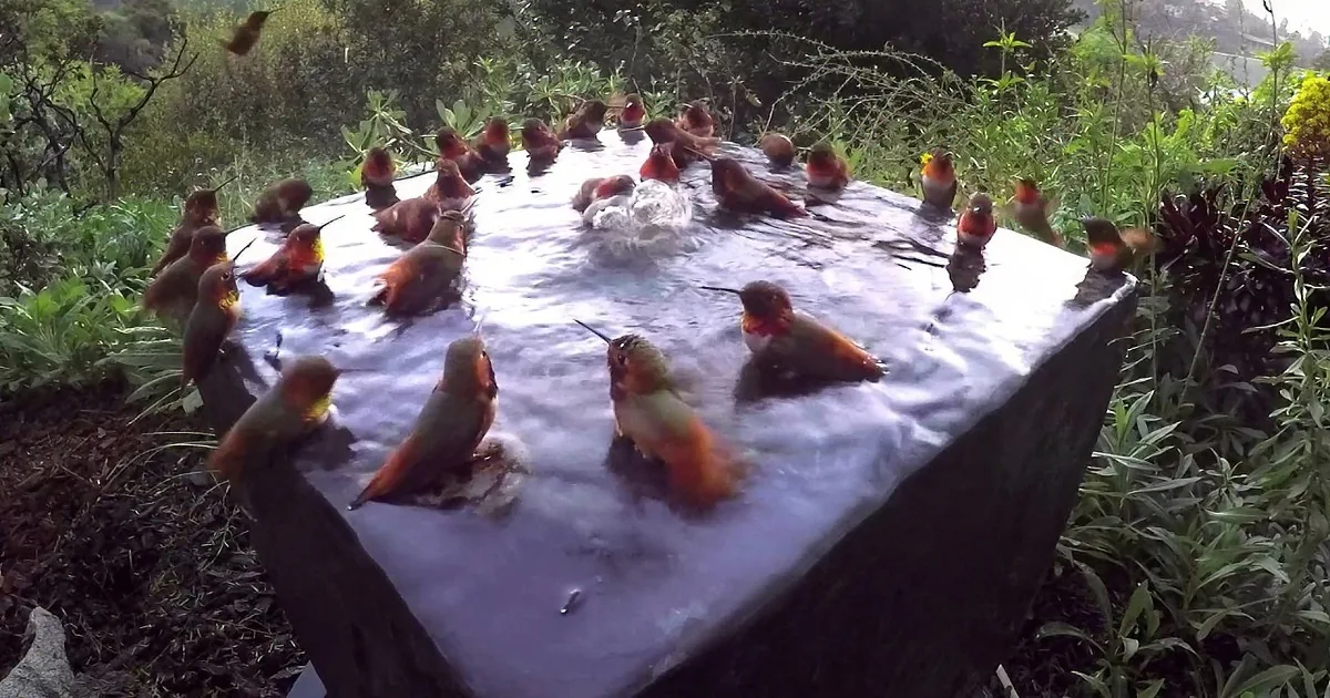 Epic Hummingbird Pool Party