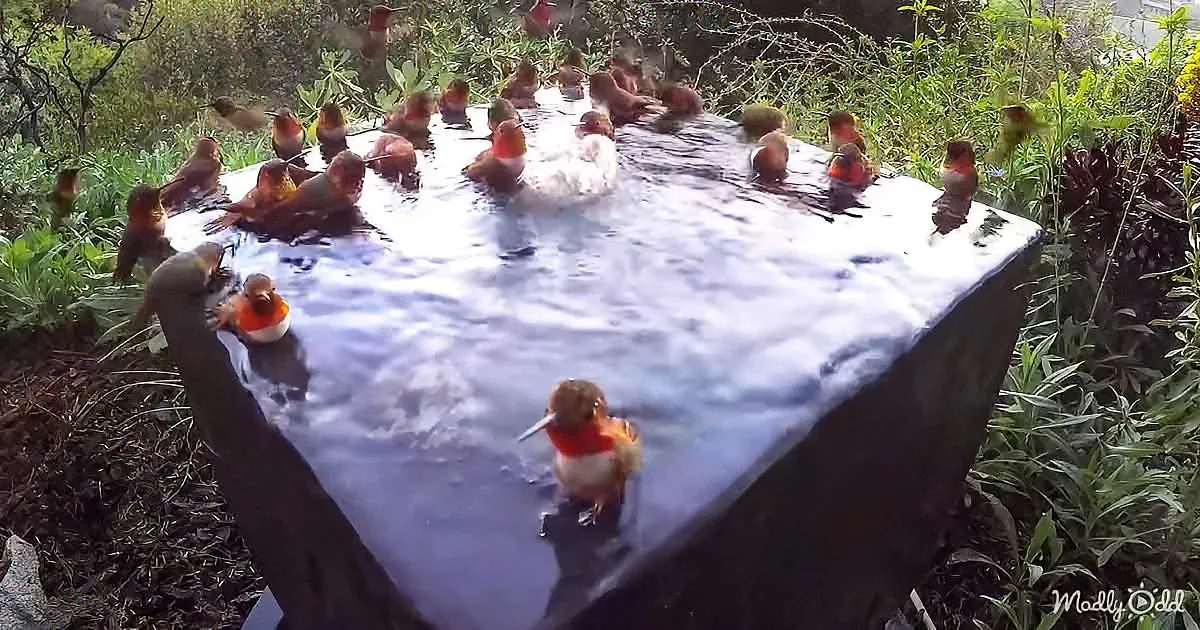 Numerous hummingbirds gather around a water feature in a lush garden setting.
