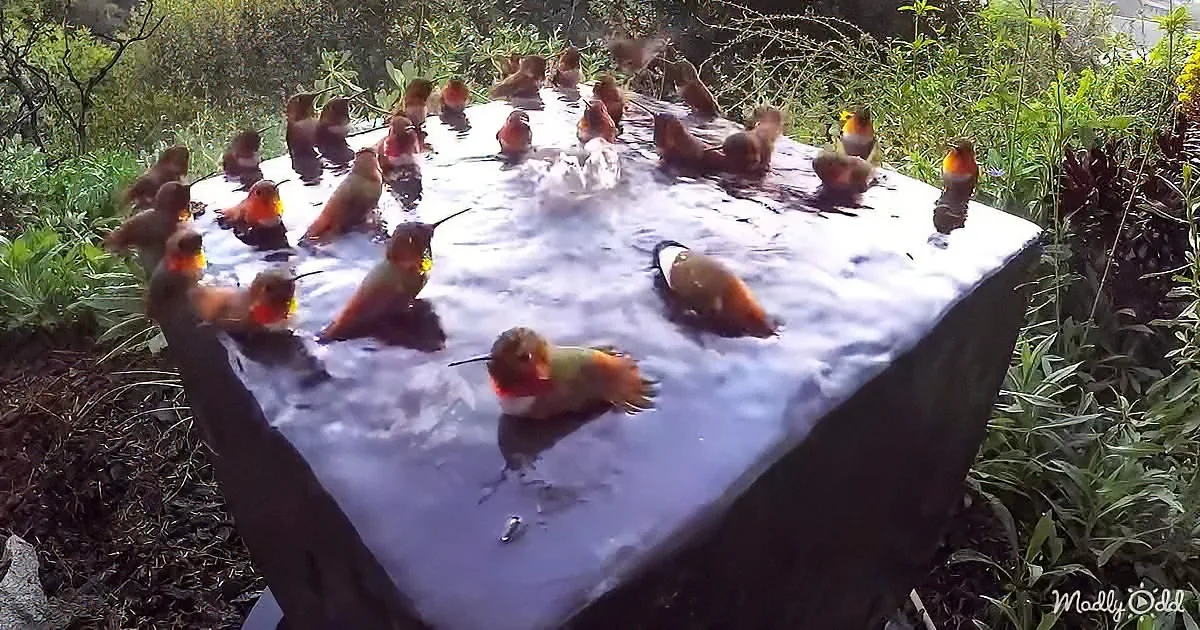 Numerous hummingbirds gather around a water fountain in a lush garden setting.