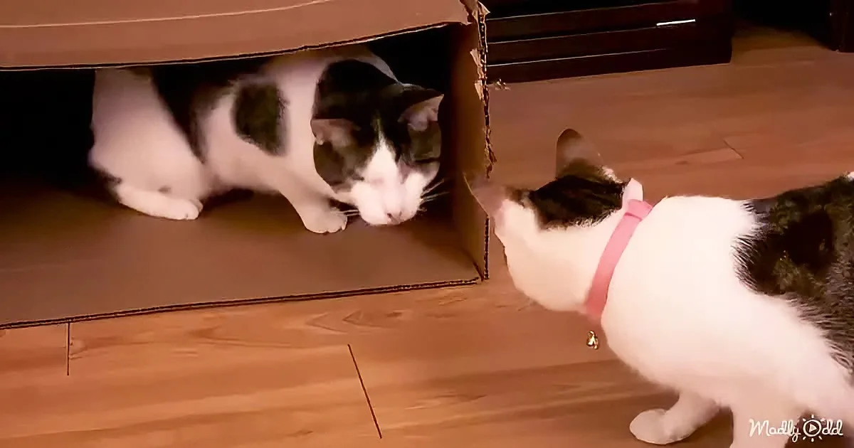 Two cats, one inside a cardboard box, the other outside, appear to be interacting or observing each other.