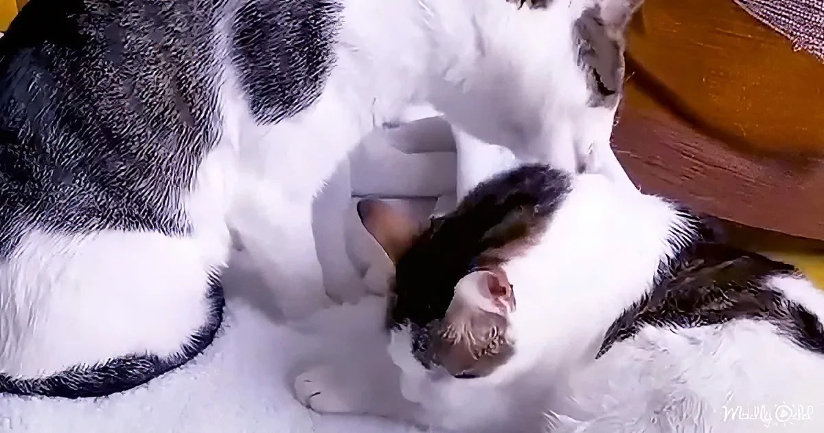 Two cats, one white and black, are cuddling and sleeping together on a white surface.