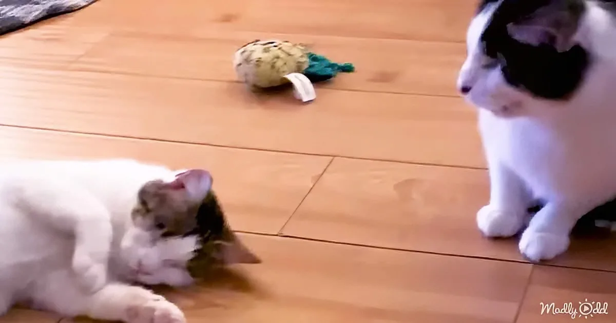 Two cats, one white and one black and white, are interacting on a wooden floor with a toy in the background.