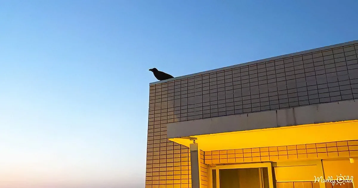 A crow perches on a building's edge against a gradient sky, casting a shadow over the structure.