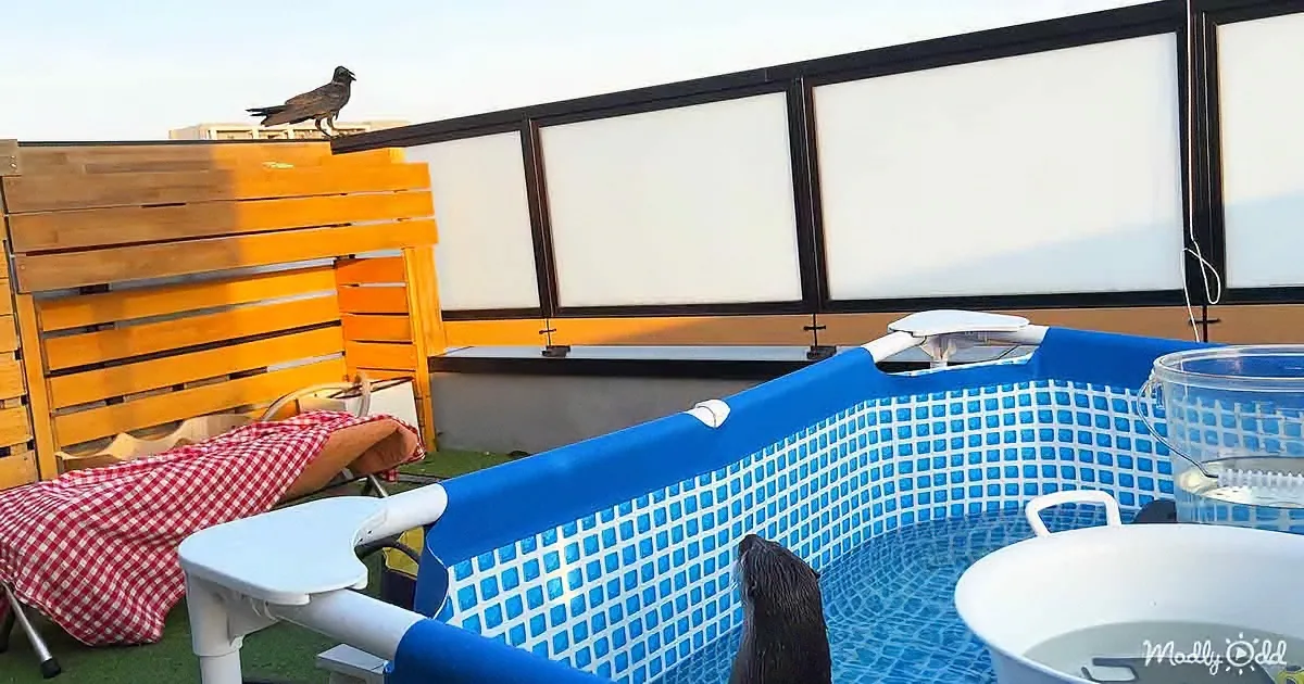 A crow perches on a wooden fence near a small inflatable pool with a dog inside, under a clear sky.