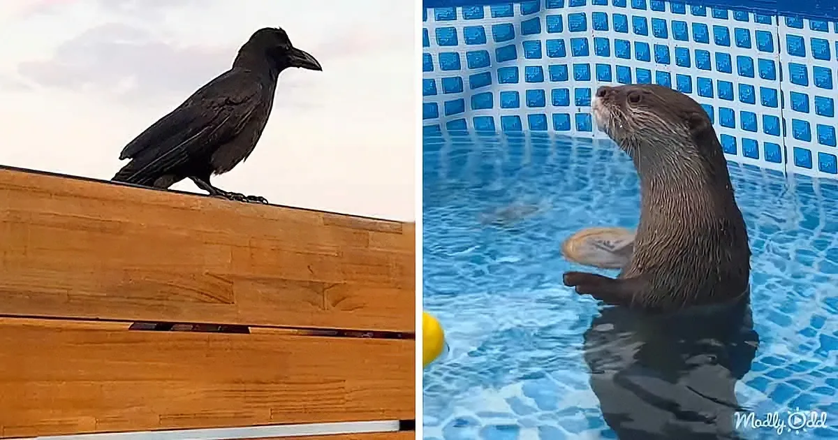 Curious Crow Visits Otter Family Again and Again